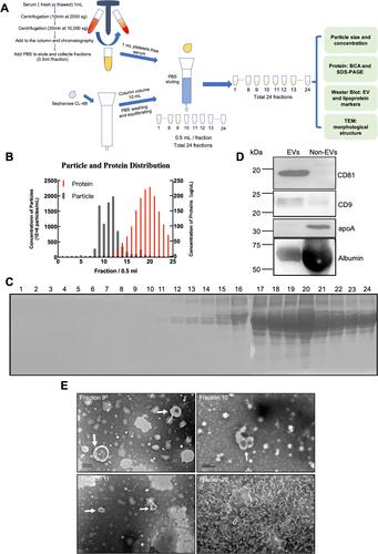 Figure 1 Procedures and characteristics of SEC for separating EVs from serum. (A) Schematic overview of the experimental workflow. (B) Concentrations of particles and proteins in the SEC fractions were determined with nanoparticle tracking analysis (gray) and BCA (red), respectively. Data shows all 24 fractions. (C) SDS-PAGE was used to determine to directly visualize the relative presence of proteins in the all collected fractions, 15 μL of each fraction was mixed with 5 μL 4-fold concentrated reducing sample buffer, boiled for 5 minutes, and loaded on a 10% gradient gel. (D) The presence of the vesicle marker CD9, CD81, and the serum contaminant protein albumin and apolipoprotein marker apoA were determined in pooled EVs concentrates of fractions 8–13 and pooled Non-EVs concentrates fractions 14–24 with Western blot. (E) Droplets of fractions 9–11 and 20 were loaded onto grids, negative stained, and evaluated with transmission electron microscopy (TEM). Examples of EV-like structures (cup-shaped) are indicated by white arrows. Scale bars are 200 nm.