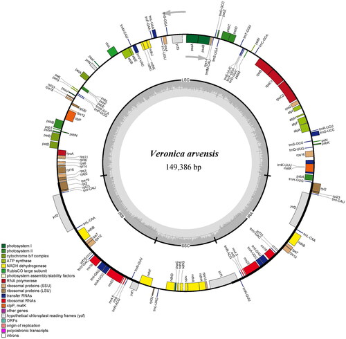 Figure 2. Plastid genome map of V. arvensis. The genes inside and outside of the circle are transcribed in the clockwise and counterclockwise directions, respectively.