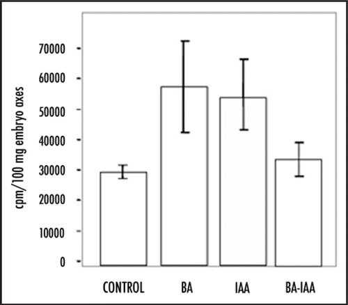 Figure 2 DNA synthesis stimulation by BA and IAA in germinating seeds. Maize embryo axes were incubated in imbibition buffer containing (methyl-3H) thymidine for 15 h in the presence of BA (10−6 M), IAA (10−6 M) or both and incorporation of the radioactive precursor was taken as the capacity of cells in embryo axes to synthesize DNA. DNA replication starts by 12 h of imbibition during maize germination.Citation16