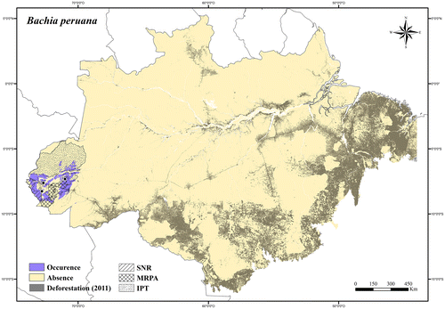 Figure 27. Occurrence area and records of Bachia peruana in the Brazilian Amazonia, showing the overlap with protected and deforested areas.