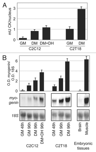 Figure 1 Differentiation and myogenin expression. (A) Differentiation ability in the C2C12 and C2T18 is shown as CK activity, relative to nuclei numbers in GM at day 4 after plating and in DM at day 7 after serum lowering; for C2C12, differentiation was also evaluated after addition of hypomethylating drugs (DM+DH). Standard deviations (sd) are reported. The overall significant difference between conditions was evaluated by ANOVA (p < 0.0001); the significance of differences between each experimental condition pair was evaluated by Bonferroni's post test (see Sup. Table 3A); the only non-significant differences are those between C2T18 GM and both C2C12 DM and C2C12 DM+DH. (B) Northern blot shows myogenin expression, at indicated time after plating in GM or after serum lowering in DM, in C2C12 (even with addition of hypomethylating drugs (DM+DH)) and C2T18, as well as in embryonic tissues. Ribosomal 18S RNA is also shown for normalization. Columns indicate the mean of densitometric O.D. ratio (and corresponding sd) between myogenin and 18S signals of three independent northern blots. The overall significant difference between conditions was evaluated by ANOVA (p < 0.0001); the significance of differences between each experimental condition pair was evaluated by Bonferroni's post test (see Sup. Table 3B); the only non-significant differences are those between the following pairs: embryonic muscle (EmM) and C2T18 DM, embryonic brain (EmB) and C2C12 GM 48 h, C2C12 DM and C2T18 GM 96 h.