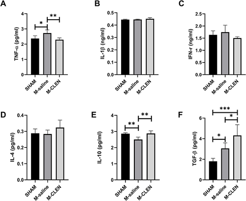 Figure 7 Effects of β2-ARs agonist CLEN on the expression of lung cytokines in MCAO mice. (A) Proinflammatory cytokines TNF-α, (B) IL-1β, and (C) IFN-γ levels in the sham-operated and saline, CLEN treated MCAO mice 72 h after occlusion. (D) Anti-inflammatory cytokines IL-4, (E) IL-10, and (F) TGF-β1 levels were assessed in the sham-operated and saline, CLEN treated MCAO mice 72 h after occlusion. *p < 0.05, **Indicates p < 0.01, ***Told p < 0.001 by one-way ANOVA with Holm–Sidak correction, n = 5 per group in all the analysis of cytokines.