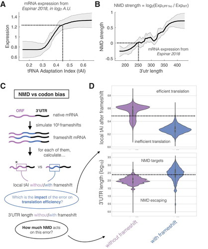 Figure 3. Codon bias can implement quality control of mRNAs with frameshifts. (a) tAI follows a negative sigmoidal relationship with mRNA expression levels. Expression was calculated as the log2-ratio between mRNA and DNA abundance of a synthetic ORF library of random fragments from the yeast genome, expressed in a plasmid [Citation11]. The dashed line represent a threshold in which decreasing tAI reduces expression. (b) NMD strength follows a positive linear relationship with 3ʹUTR length. NMD was measured as the expression (calculated as in A) log2-ratio between identical ORF libraries built in a Δupf1 or a wt strain [Citation11]. This ratio indicates the impact of NMD for each sequence in the library (which has variable 3ʹUTR lengths), as UPF1 is responsible for NMD [Citation10]. The dashed line represent a threshold in which increasing 3ʹUTR generates NMD (positive values in the Y axis). (c) A pipeline for predicting the impact of NMD and codon on frameshift quality control. As an example of frameshift, we simulated 10 [Citation5] random single-base deletions on native transcripts. Each gene includes a number of mutations proportional to its expression level. For each error (and corresponding native transcript) we calculated tAI between the frameshift and the PTC (local tAI) and the resulting 3ʹUTR length. We used these as measures of the impact of error on translation efficiency and/or NMD targeting. (d) Transcripts with frameshifts (blue) have lower tAI (top) and longer 3ʹUTRs (bottom), when compared to native mRNAs (purple). The dashed lines represent the thresholds described in A,B.