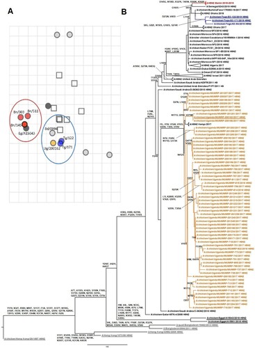 Figure 1. Antigenic and phylogenetic characterization of Sub-Saharan African H9N2 viruses. (A) Antigenic map resulting from HI assays of H9N2 viruses. The viruses are represented by circles and antisera by squares. One grid corresponds to 1 unit of antigenic distance, a 2-fold dilution in HI titres. (B) HA phylogenetic maximum-likelihood tree with synonymous substitutions. Scale bar indicates the number of nucleotide substitutions per site. Underlines depict the AIV H9N2 viruses used to draw the antigenic map. Influenza viruses from Togo are labelled in blue, Benin in red, Uganda in orange, Asia in grey, and Egypt underlined in black. (A/chicken/Uganda/MUWRP-790/2017: Ug/790; A/chicken/Uganda/MUWRP-200162/2017: Ug/200162; A/chicken/Togo/EC-171/2019: Tg/171; A/chicken/Togo/EC-122/2019: Tg/122; A/chicken/Benin/19-A-01-145-E/2019: Bn/145; A/chicken/Benin/19-A-02-303-E/2019: Bn/303; A/chicken/Benin/19-A-04-511-E/2019: Bn/511; A/Bangladesh/0994/2011: Bd/0994; A/chicken/Egypt/A15043/2018: Eg/A15043)