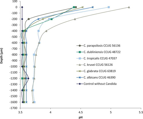 Figure 3. Micro-sensor measurement of pH with selected Candida strains with L. rhamnosus DSM 32992 (107 CFU/mL) in the bottom agar layer of the co-cultured agar overlay assay. Zero on the vertical axis represents the first measurement from the sensor of either a Candida colony or agar. No changes in pH values appeared for any of the strains at deeper levels in the agar