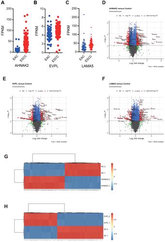 Figure 4 Transcriptome analyses of siRNA knockdown AHNAK2, EVPL and LAMA5. (A-C) Highly expressed AHNAK2 (A), EVPL (B) and LAMA5 (C) in ESCC. Expression of AHNAK2, EVPL and LAMA5 were analyzed in esophageal cancer of TCGA pancancer database, including ESCC and esophageal adenocarcinoma (EAC). (D–F) Volcano plot showed the different expressional genes (DEGs) in siRNA-AHNAK2 (D), siRNA-EVPL (E) and siRNA-LAMA5 (F) transfected KYSE-150 cells. (G and H) Heatmap showed the DEGs in siRNA-AHNAK2 (G) and siRNA-EVPL (H) transfected KYSE-150 cells.