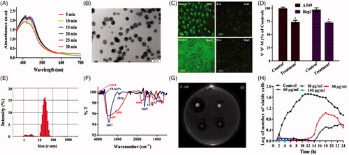 Figure 2. Characterization and Application of AgNPs. (A) UV-Visible spectral analysis. (B) TEM micrograph. (C) Particle size analysis by DLS. (D) FTIR spectra. (E) Showing Fluorescent microscopic images showing staining of rhodamine 123 (i) untreated A549 cells, (ii) AgNPs treated A549 cells, (iii) untreated Hep2 cells (iv) AgNPs treated Hep2 cells. (F) Showing quantitative analysis of MMP levels in A549 and Hep2 cells. (G) Showing a zone of inhibition in the presence of AgNPs and antibiotics in E. coli cells. (H) Growth kinetics of E. coli in different concentrations of AgNPs [Citation43].