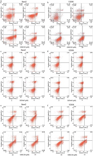 Figure 1. Effects of GSK343 on the apoptosis of Saos2 cells.(a and b) Apoptotic Saos2 and U2OS cells were detected by Annexin V/PI assay following treatment with GSK343, DZNeP and GSK126 for 48 h at the indicated concentrations. Apoptotic rates are presented in (b).(c) The expression of apoptosis-associated proteins in Saos2 cells. Saos 2 cells were treated for 48 h with the indicated concentrations of GSK343. Data are presented as the means ± SD (n = 3). *P < .05 compared with the control (0 μM of GSK343). Data shown are representative of a minimum of three independent experiments.