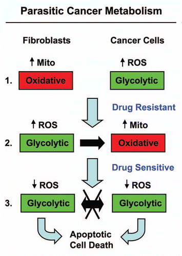 Figure 4 Understanding the stromal and metabolic basis of resistance to chemotherapy: parasitic cancer metabolism. Part 1: Fibroblasts cultured alone are oxidative, and show increased mitochondrial activity. In contrast, MCF7 cells cultured alone are glycolytic and are sensitive to tamoxifen-induced apoptosis. Part 2: However, during co-culture, cancer cells and fibroblasts undergo a complete reversal of their metabolic states. in this role reversal, MCF7 cells become oxidative and fibroblasts become glycolytic. This change is initially driven by hydrogen peroxide production in MCF7 cells, which shifts adjacent fibroblasts toward the glycolytic state, via oxidative stress. Then, under these conditions, there is a net energy transfer (in the form of nutrients, such as L-lactate; see the black arrow) from glycolytic fibroblasts to oxidative cancer cells, which confers resistance to tamoxifen-induced apoptosis. Part 3: Incubation of co-cultures with tamoxifen plus dasatinib shifts both cell types toward a glycolytic state, with decreased ROS production. As such, there is no net energy transfer. These conditions sensitize MCF7 toward apoptosis, reversing their tamoxifen-resistant phenotype. Mito, mitochondria.