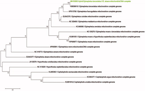 Figure 1. Phylogenetic tree of hybrid grouper E. lanceolatus (♀) × E. akaara (♂) with 11 Epinephelus and 5 out group. The number of each nod is the bootstrap probability. Phylogenetic tree was constructed by Maximum-likelihood (Kumar et al. 2004).