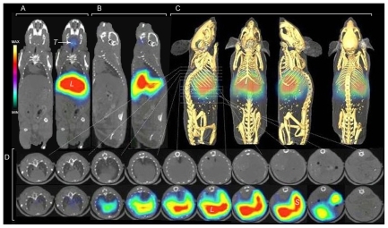 Figure 2 Whole-body computed tomography coregistered with single-photon emission computerized tomography (CT-SPECT) imaging of 125I-Ag NPs localization in mouse 24 h after injection. Panels A, B, and D show computed tomography (CT) scans and corresponding fused CT-SPECT images. Panel A depicts coronal slices and panel B, sagittal slices. Panel D shows axial slices along the indicated area of the thoracic and abdominal cavity. Panel C shows a 3-D image after fusion of volumetric SPECT texture with the CT isosurface. Positions of the organs with accumulated radioactivity are indicated: liver (L), spleen (S), and thyroid (T).