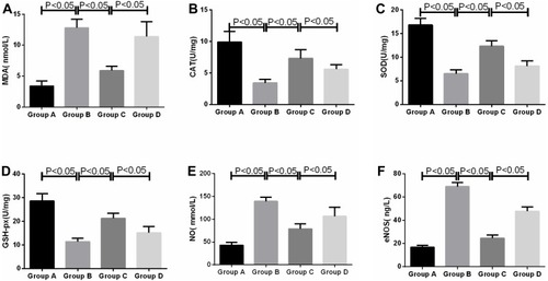 Figure 4 Comparison of OS factor expression levels in spinal cord tissues of four groups of rats (n=8).