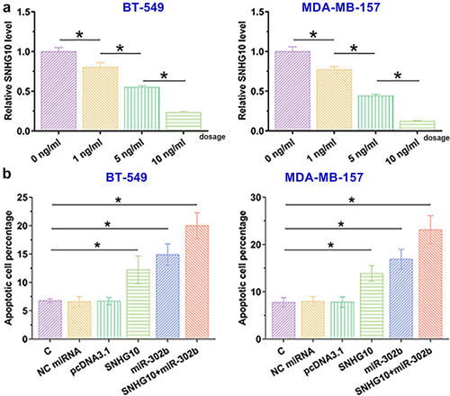 Figure 4. SNHG10 and miR-302b promote doxorubicin-induced TNBC cell apoptosis. BT-549 and MDA-MB-157 cells were treated with doxorubicin at doses of 0, 1, 5 and 10 ng/ml for 48 h, and then the expression levels of SNHG10 were measured using RT-qPCR (a). A cell apoptosis assay was performed to analyze the effects of overexpression of SNHG10 and miR-20b on the apoptosis of BT-549 and MDA-MB-157 cells (b). *, p < 0.05.