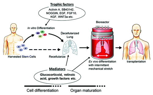 Figure 3. Possible approaches for recellularization and maturation of decellularized lung. Harvested stem cells can be matured and differentiated in vitro or left in the progenitor cell state using trophic factors and re-seeded into decellularized lung scaffolds. Mediators can then be used to support maturation, followed by bioreactor culture using intermittent mechanical stretch to simulate fetal breathing. Length and extent of organ maturation ex vivo can vary.