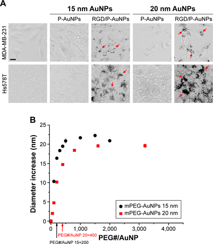 Figure S2 Characterization and internalization of AuNPs with diameters of 15 nm and 20 nm.Notes: (A) Phase-contrast microscopic images of different-sized AuNPs in MDA-MB-231 and Hs578T cells. Red arrow: localization of RGD/P-AuNPs. Bar, 20 μm. (B) The hydrodynamic diameter of AuNPs was measured by DLS. Black arrow: saturation of RGD peptides on the surface of 15 nm sized P-AuNPs; red arrow: saturation of RGD peptides on the surface of 20 nm sized P-AuNPs.Abbreviations: AuNP, gold nanoparticle; RGD/P-AuNP, polyethylene-glycolylated gold nanoparticle (P-AuNP) conjugated with Arg–Gly–Asp (RGD) peptides; DLS, dynamic light scattering; PEG, polyethylene glycolylated.
