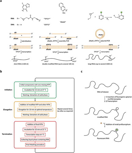 Figure 4. Cotranscriptional functionalization or modification approaches. a: Modification based on genetic code expansion using non-natural base pairs. b: Reaction scheme of the PLOR technique employing reinitiated transcription reactions. c: Integration of RNA sequences binding profluorophores for labelling.