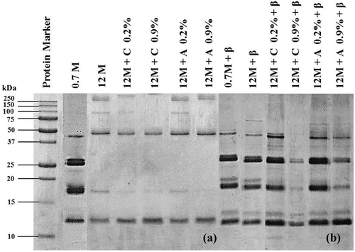 FIGURE 2 SDS-PAGE of 0.7 month rice flour (0.7M) and 12 month aged rice flour (12M) without and with citric acid (12M+C) and ascorbic acid (12M+A) solutions. A: without β-ME; B: with β-ME. β: beta-mercaptoethanol.