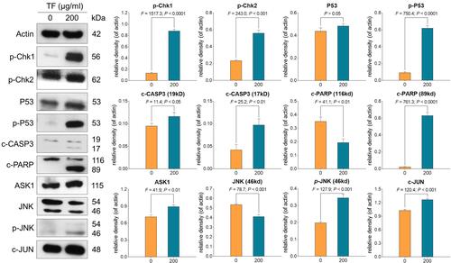 Figure 5 Expression and phosphorylation of apoptosis-related proteins in B16F10 cells with TF treatment. Data were shown as mean ± SD.