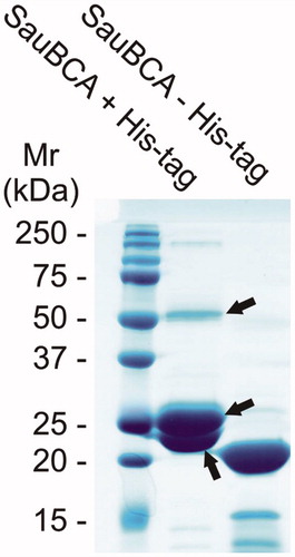 Figure 1. SDS-PAGE of the purified SauBCA with and without the His-tag. The polypeptides marked with arrows were subjected to MS/MS analysis and identified as SauBCA.