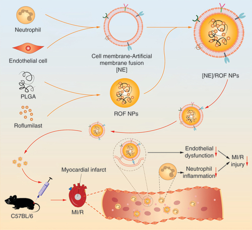 Figure 1. Roflumilast nanoparticles in neutrophil and endothelial cell membranes for the treatment of myocardial ischemia/reperfusion injury. MI/R: Myocardial ischemia/reperfusion; NE: Neutrophil and endothelial cell membrane; NP: Nanoparticle; PLGA: Poly(lactic-co-glycolic acid); ROF: Roflumilast.