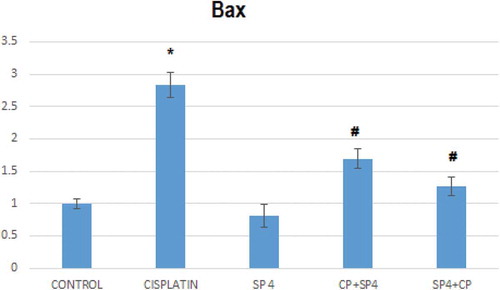 Figure 9. Effects of pre- and post-treatment with spirulina 1400 mg/kg orally once daily for 21 days on the mRNA levels Bax in kidney of cisplatin-injected rats.*compared to normal group# compared to Cp group.