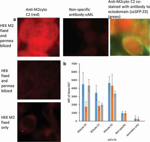 Figure 2. Recognition of full-length M2 protein expressed in mammalian HEK cells. HEK M2 cells were induced to produce M2 protein, then fixed and permeabilized. Panel A shows fluorescence microscopy images from M2 detection performed in HEK M2 cells using the scFv-Fc format of the anti-M2cyto C2 antibody, indicating cytoplasmic staining. Nonspecific scFv-Fc antibody, HEK (untransfected) cells, and HEK M2 cells without permeabilization were used as controls. Panel A also shows co-stained HEK M2 cells with anti-M2cyto C2 (red) and M2 extracellular antibody; scGFP-Z3 (green). Panel B depicts population level data assessed by flow cytometry using 10,000 cells per sample. The mean fluorescence intensity (MFI) of the secondary antibody is given for fixed and permeabilized HEK M2 cells (blue), fixed and permeabilized HEK cells (orange), and HEK M2 cells that have been fixed but not permeabilized (gray)