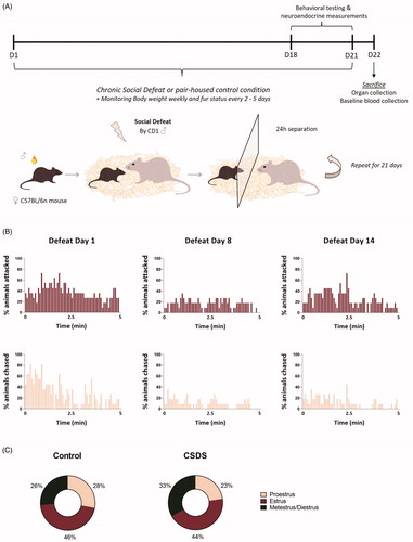 Figure 1. Female C57Bl/n mice are socially defeated by a CD1 male mouse over a period of 21 days when covered in male C57Bl/6n urine. (A) Over the course of 21 days female C57Bl/6n mice were exposed to a social chronic defeat stress (CSDS) paradigm. In this CSDS paradigm female mice were covered in male C57Bl/6n urine after which they were immediately exposed to a social defeat of 5 min by a CD1 male mice, subsequently separated by a transparent divider and housed together with the CD1 male for 24 h. This procedure was repeated with a novel CD1 each day. (B) In a separate cohort of animals, this 21-day CSDS paradigm led to a substantial number of attacks and chasing by the CD1 male as quantitively illustrated for the 5-min defeat on day 1, day 8 and day 14 of the experiment. (C) In this cohort, the percentages in which estrus, proestrus or metestrus/diestrus cycle phases occur from day 10 to day 18 of the experiment are comparable for control and CSDS mice. D: day; CSDS: chronic social defeat stress.
