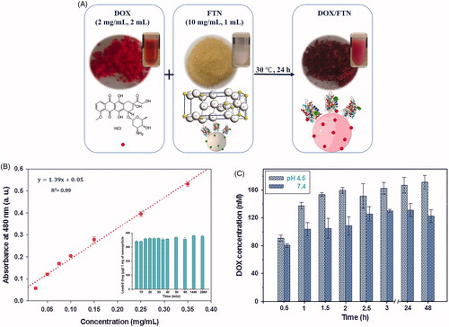 Figure 5. DOX loading and release profile. (A) Schematic illustration for fabrication of DOX/FTN. DOX as an anticancer drug was added dropwise to the prepared theranostic nanocarrier (FTN) and the mixture was incubated at 30 °C for 24 h. The colour of FTN was changed due to the absorption of DOX. (B) The calibration curve of DOX at 480 nm. The insect histogram shows the amount of loaded DOX per 1 mg of FTN versus time. The maximum DOX loading occurred at the beginning time of exposure to FTN. (C) pH-dependent release profile of DOX from FTN in PBS at different pH value.