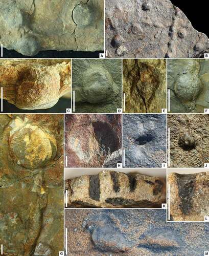 Figure 7. Trace fossils from the “lower siltstone” interval of the Torneträsk Formation. A–F. Bergaueria perata Prantl, Citation1945; G, H. Bergaueria isp.; I–L. Laevicyclus sp.; M. cf. Rhizocorallium isp. A. Three vertical burrows in positive hyporelief; X00010197. B. Several vertical burrows, one with a raised central knob; X00010183. C. Plug-like tubular burrow in lateral view showing surrounding laminae drawn downwards; X00010197. D. Vertical burrow with central depression in positive hyporelief; X00010221. E. Vertical burrow in epirelief showing dark-stained infill; X00010197. F. Burrow-fill transected by sand-filled desiccation crack; X00010226. G. Large vertical burrow in positive hyporelief, transecting a horizontal sand-filled burrow; X00010184. H. Counterpart of X00010184; photographed in the field. I. Funnel-shaped vertical burrow entrance; specimen photographed in the field. J. Burrow entrance with slightly raised rim; X00010162. K. Funnel-shaped, manganese-stained burrows within thin sandstone bed in lateral view; X00010162. L. Lateral view of funnel-shaped burrow with weakly meniscate fill; X00010162. M. Horizontal, fan-shaped burrow with low-relief spreiten in positive hyporelief with adhering dark siltstone; specimen photographed in the field. Scale bars = 10 mm