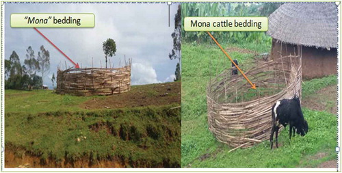Figure 3. ''Mona" or bedding place for livestock's (cattle and horses) for manure collections. (Source: The author, 2019).