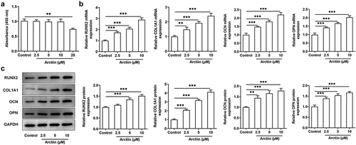 Figure 1. Arctiin elevated bone formation in MC3T3-E1 cells. (a) Cell viability was determined with a CCK-8 assay after the transfected or non-transfected MC3T3-E1 cells (2 × 103 cells/well) treatment with various concentrations of Arctiin (2.5, 5, 10 and 20 μM) for 48 h. (b) RT-qPCR and (c) western blot were employed to examine the expression of osteogenesis markers including RUNX2, COL1A1, OCN and OPN. **P < 0.01, ***P < 0.001.