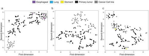 Figure 6. DNA methylation profiles of oesophageal, lung, and stomach cancer cluster predominately with primary tumours according to t-SNE. (a–c) t-SNE plots of oesophageal organoid DNA methylation visualization (a), lung (b) and stomach (c) with primary tumour (TCGA) and cancer cell line (Sanger) equivalents. Organoids are represented in violet (oesophageal cancer), light blue (lung cancer), and yellow (stomach cancer). In black, all pertinent primary tumours and dark grey, the respective cancer cell lines. All CpGs were examined using only EPIC and 450 K shared probes
