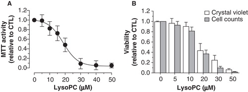 Figure 1. Cytotoxicity of lysoPC in MG-63 cells. (A) Dose-response curve of MTT activity (relative to control without lysoPC) following 48-h exposure to increasing concentrations of lysoPC in serum-free culture medium. Values are mean ± SEM of five independent experiments performed in triplicates. (B) Dose-response analysis of cell viability (relative to control without lysoPC) following 48-h exposure to increasing concentrations of lysoPC in serum-free culture medium, as measured through crystal violet staining and cell counts. Values are mean ± SEM of three independent experiments in triplicates.