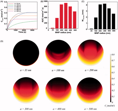 Figure 5. The effect of MNP size on the performance of magnetically assisted IP drug delivery. The MNP with radius of 300 nm exhibits the optimal performance and yields maximal intratumoral concentration, AUC and penetration into the tumor.