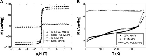 Figure 3 (A and B) Comparison of the magnetic characterization of the bare MNPs and the scaffold with MNPs.Notes: (A) Magnetization isotherms recorded at low temperature and at room temperature, respectively; (B) the temperature dependence of the ZFC and FC magnetization for bare MNPs and the ZFC curve for the scaffold PCL-MNPs. The kink at approximately 350 K on the ZFC curve of the scaffold sample corresponds to melting of the fibers.Abbreviations: MNPs, magnetic nanoparticles; PCL-MNPs, poly-ε-caprolactone scaffold with magnetic nanoparticles; ZFC, zero-field-cooled; FC, field-cooled.