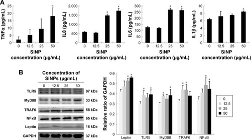 Figure 8 Effect of SiNPs on inflammation and TLR5-signaling pathway in hepatic L02 cells.Notes: (A) Effects of SiNPs on proinflammatory cytokines in hepatic L02 cells. (B) Western blot and relative densitometry analysis indicated that SiNPs activated the TLR5-signaling pathway in a dose-dependent manner. Data expressed as mean ± SD. *P<0.05 compared with control.Abbreviation: SiNPs, silica nanoparticles.