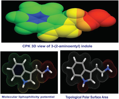 Figure 3. Molecular Lipophilicity Potential of 3-(2-aminoethyl) indole.