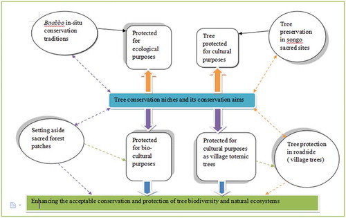 Figure 2. Indigenous niches of tree biodiversity conservation and its protection purposes.