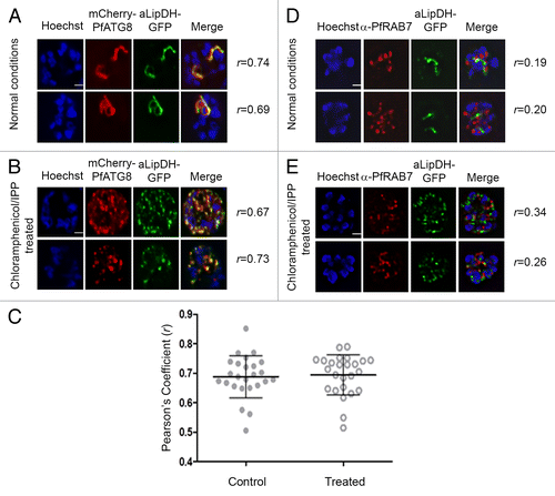 Figure 6. PfATG8, but not PfRAB7, colocalizes with apicoplast-targeted vesicles and apicoplast remnants. (A and B) P. falciparum expressing both mCherry-PfATG8 and aLipDH-GFP were treated with chloramphenicol to chemically disrupt the formation of the apicoplast, and IPP added to the culture medium to maintain viability of the parasites. DMSO control (A) and chloramphenicol treated (B) infected erythrocytes were counterstained with Hoechst 33258. The Pearson’s coefficients (r) show the degree of colocalization in each individual image. (C) Pearson’s coefficient (r) values for parasites coexpressing mCherry-PfATG8 and aLipDH-GFP, either untreated (Control), or treated with chloramphenicol and IPP (Treated). Individual points indicate the r value determined for each parasite analyzed. (D and E) Transgenic parasites expressing aLipDH-GFP were treated as above. Immunofluorescence analyses of untreated controls (D) or chloramphenicol/IPP treated (E) and were performed using anti-PfRAB7 antibodies (red). Hoechst 33258 (blue) was used to stain the nuclei. Scale bar: 2 µm. In all panels, parasites were analyzed using a Delta Vision Core deconvolution microscope (Applied Precision, Inc.) using a 100× objective with the mCherry filter (excitation 560 nm, emission 630 nm) and DAPI filter (excitation 325 nm, emission 460 nm) as indicated. Live cell microscopy was limited to 30 min per sample.