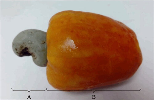 Figure 1. Cashew nut inside shell (A) and Cashew Apple (B) (Sucupira et al. Citation2020- reprinted with permission).