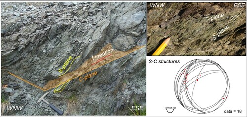 Figure 3. S-C structure along a low-angle top-to E fault zone at the contact between the Montenotte (hanging wall) and Voltri (foot wall) Units; road from Pontinvrea to Ferriera, Montenotte Inf. (SV), Italy.