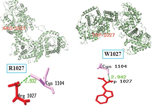 Figure 5. rs116836001 (R1027W) SNP structure analysis by SPDBV: H-bonding interactions in native (left) show interactions with Cys1104 (2.932 Å); while mutant (right) show interactions with Cys1104 (2.942 Å).