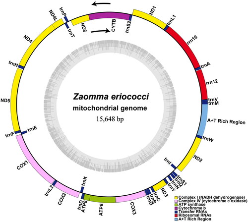 Figure 2. Circular map of the Z. eriococci mitochondrial genome. Different colors indicate different types of genes and regions.