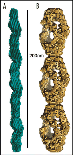 Figure 3 Models of mature protein fibrils based on Small-Angle X-ray scattering solution data. (A) Human alpha-synuclein fibrils and (B) human insulin fibrils.Citation69 The results suggest that insulin fibrils (B) are formed of three intertwining protofibrils, whereas a-synuclein fibril (A) consist of only one protofibril. Each protofibril is assumed to consist of two intertwining protofilaments. Four and three repeating units are shown for alpha-synuclein and insulin respectively.