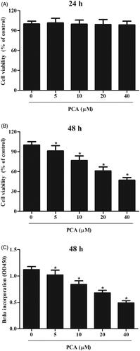 Figure 1. Effect of PCA on cell viability and proliferation of RA-FLSs. (A, B) MTT assay was carried out to evaluate cell viability of RA-FLSs after treatment with different doses of PCA (51,02,040 μM) for 24 or 48 h. (C) BrdU incorporation assay was performed to assess cell proliferation after treatment with 5, 10 and 20 μM of PCA for 48 h. n = 4. *p < .05.