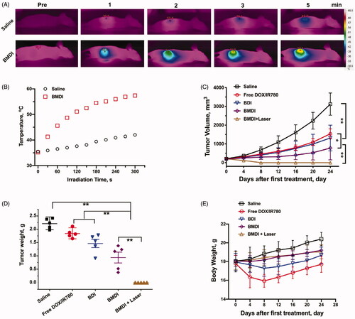 Figure 7. The antitumor investigation of BMDI. (A) In vivo photothermal conversion of BMDI; (B) Relationships of photothermal conversion in vivo; (C) Tumor volume variation of groups with various administrations; (D) Tumor weight from each group of the mice; (E) Mean body weights of the mice for each treatment. (n = 5, means ± SD, ‘**’ represents p < .01).