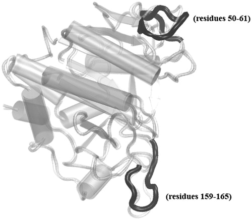 Figure 2. Subtilisin alignment in two states, 1OYV chain B representing the inhibited structure in light gray, and 1SBC for the apo form in dark gray are shown in cartoon representation. The overall structures are well-aligned while the two loops spanning Phe50–Gly61 and Ser159–Ile165 which display higher RMSD are shown in black.