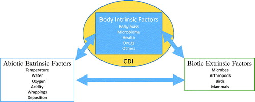 Figure 2. Intrinsic and extrinsic factors affecting the rate of decomposition. CDI: cadaver decomposition island.