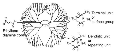 Figure 1. Poly(amidoamine) dendrimer (PAMAM) structure and nomenclature