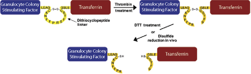 Schematic diagram of the principal of the dithiocyclopeptide linker illustrated for the G-CSF-Tf fusion protein.